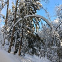 вход в снежный лес :: Владимир 
