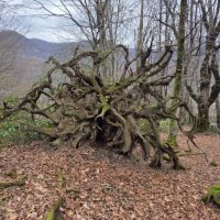 СТАРЫЙ ЛЕС :: Tata Wolf