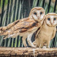 СИПУХИ :: Аркадий Лаптенко СИПУХИ :: Аркадий Лаптенко