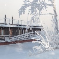 Сибирские пальмы :: Марина Фомина.