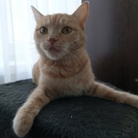 Королевская поза: как проводить утро по-кошачьи. :: Вадим Басов