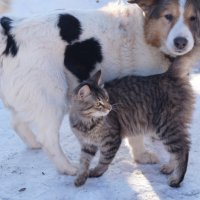 Подружились. :: Сергей Ц