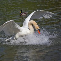 Адреналин :: Светлана Тихонина