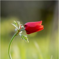 Ве́треница коро́нчатая (лат. Anemóne coronária) :: Александр Григорьев