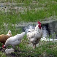 Петух и куры. :: Ирина ***