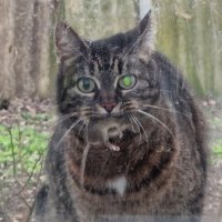 Охота под дождем :: Наталья Охота под дождем :: Наталья