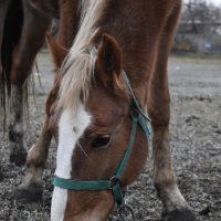 Забава :: Дарья Шуклина