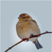 В ожидании милого :: Валентин Котляров