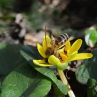 "...ушла с головой в работу..." :: Надежда Куркина 