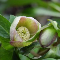 Морозник, бутончики :: Надежда Куркина Морозник, бутончики :: Надежда Куркина