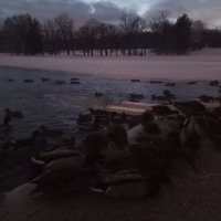 Утки :: Сапсан 