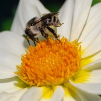 *** :: Виктор Иванович Чернюк