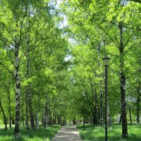 Берёзовая аллея :: Дмитрий Никитин