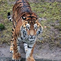 как ты от меня далеко :: Андроник Александр как ты от меня далеко :: Андроник Александр