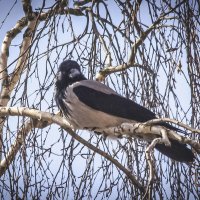 Прилетела, посидела. :: Петр Беляков