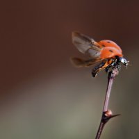 На старте... :: Надежда Куркина 