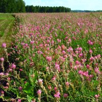 Эспарцетовое поле. :: nadyasilyuk Вознюк