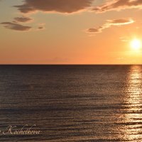 Природа Крыма :: Amazing Cosmea Природа Крыма :: Amazing Cosmea