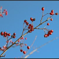 Шиповник. :: Александр. AVG100 ---