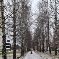 Берёзовая аллея. :: ВикТор Быстров