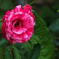 Воспоминания о лете :: Светлана Воспоминания о лете :: Светлана