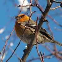 Щур :: Зоя Мишина