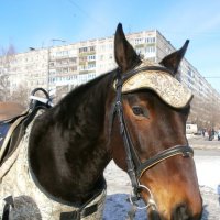 Хозяйка года..... :: Алёна Савина