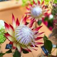 цветы :: Наталья 