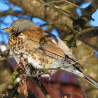 Дремлет на солнышке :: Андрей Снегерёв