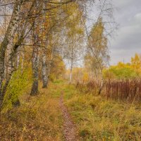 На опушке... :: Владимир Жданов