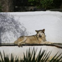 Барышня легли и просят. :: Геннадий Валеев