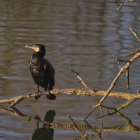 Баклан :: Jakob Dick