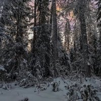 Тайга зимой :: Aleksey Afonin Тайга зимой :: Aleksey Afonin