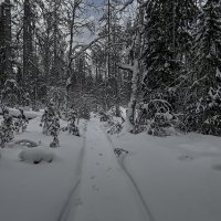 Тайга зимой :: Aleksey Afonin Тайга зимой :: Aleksey Afonin