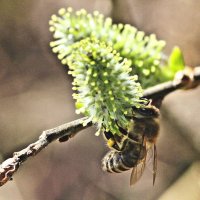 ...весенние хлопоты... :: Александр Герасенков