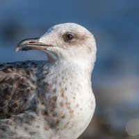 На морском берегу :: Владимир Лазарев