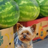 Покупаем арбузы, не проходим мимо. :: Татьяна Бравая