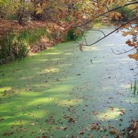 солнечные зайчики и зелёная река :: Елена Шаламова