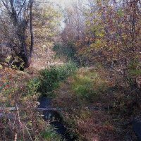 за городом :: Елена Шаламова