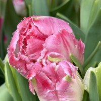 Тюльпаны с Репетиции весны. :: Pippa 