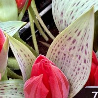 Тюльпаны с Репетиции весны. :: Pippa 