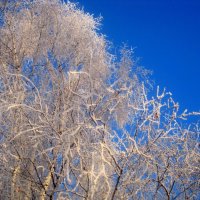 МОРОЗНО ОДНАКО :: Елена Семигина