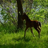 Молодо зелено. :: Виктор