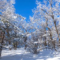 В объятьях солнца день искрился :: Наталья Димова