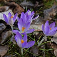 В малом цветке Много красоты - Много любви... :: Галина В малом цветке Много красоты - Много любви... :: Галина