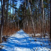Ростов-на-Дону. Февральская тропинка Соснового бора. :: Пётр Чернега