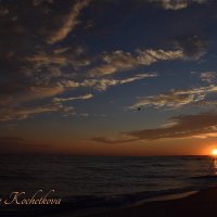 Природа Крыма :: Amazing Cosmea