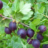 Называется     "Колобок"... :: Галина Кузьмина