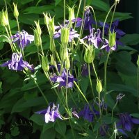 Водосбор :: Freddy 97