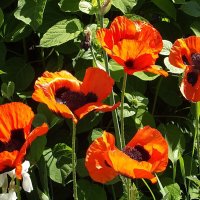 Маки алые :: Freddy 97